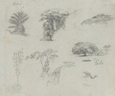 Sketches from South America. Botanical Sketches. Flying Crane. by Frederic Edwin Church